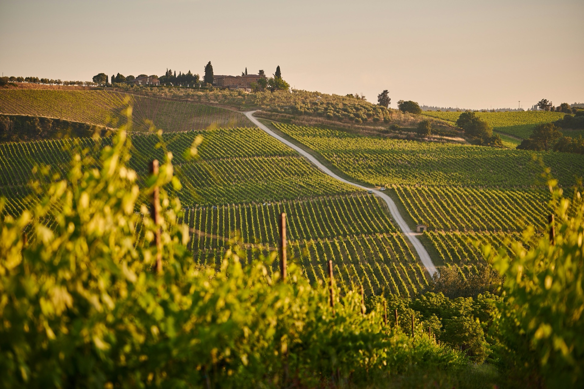 Torelló Mountain Wines